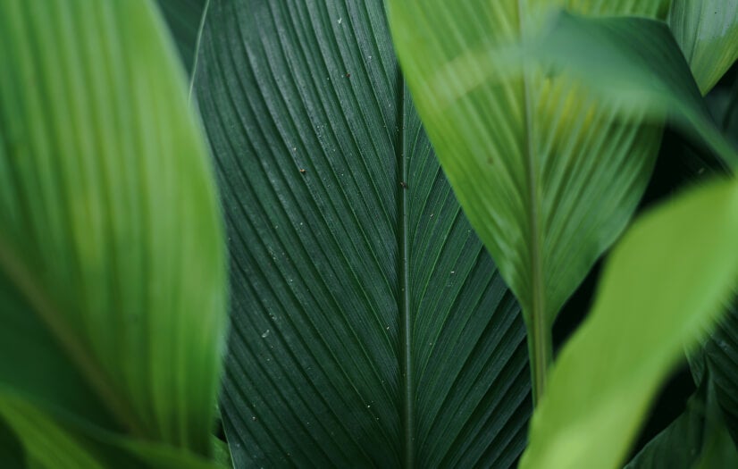 green-leaves-close-up