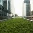 office-greenroof